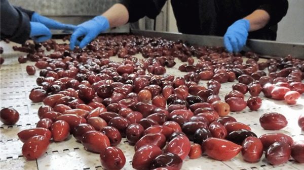 ελιά καλαμών