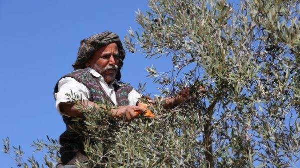 τυνησία ελαιόλαδο