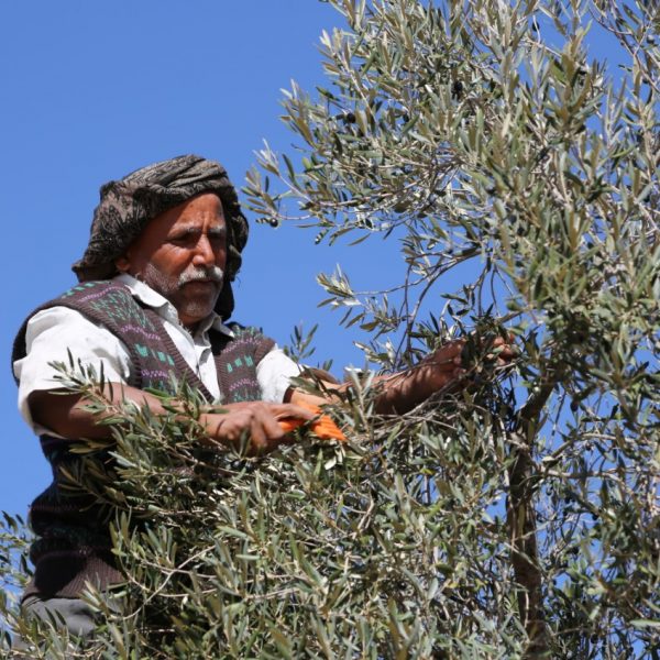 τυνησία ελαιόλαδο