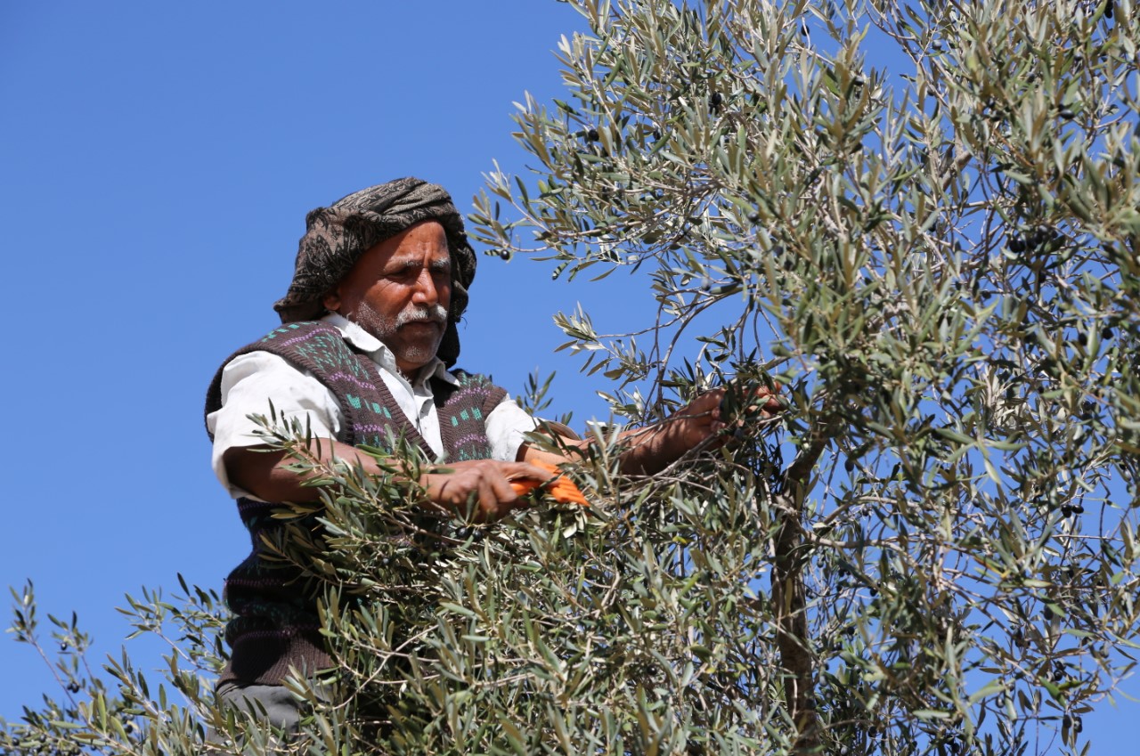 τυνησία ελαιόλαδο