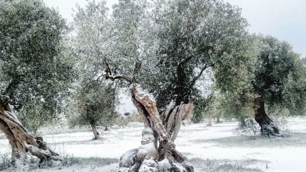 Μειώνεται μετά το τέλος του ληθάργου η αντοχή της ελιάς στο ψύχος