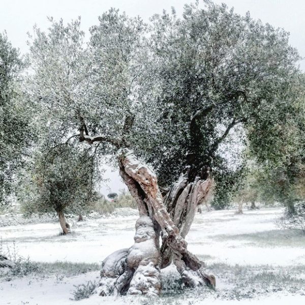 Μειώνεται μετά το τέλος του ληθάργου η αντοχή της ελιάς στο ψύχος