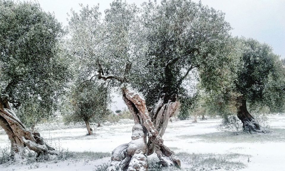 Μειώνεται μετά το τέλος του ληθάργου η αντοχή της ελιάς στο ψύχος