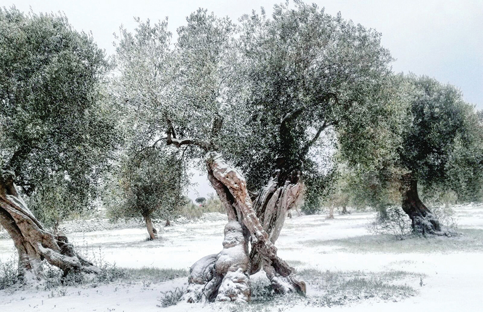 Μειώνεται μετά το τέλος του ληθάργου η αντοχή της ελιάς στο ψύχος