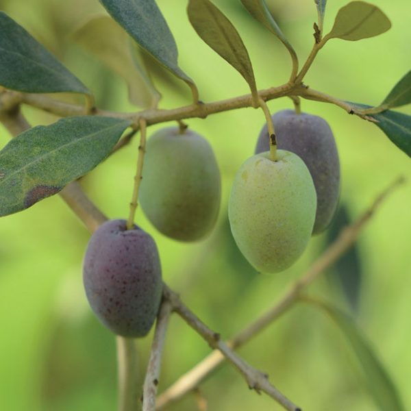 Εξειδικευμένες λύσεις Timac Agro | ΛΥΔΑ για αύξηση των αποδόσεων της ελιάς