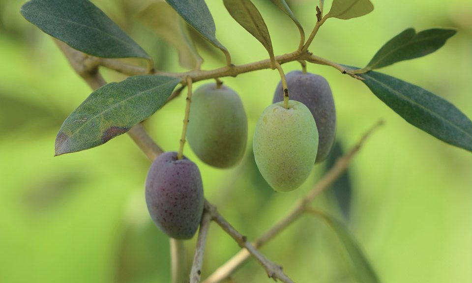 Εξειδικευμένες λύσεις Timac Agro | ΛΥΔΑ για αύξηση των αποδόσεων της ελιάς