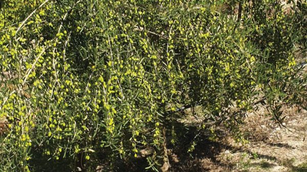 Πέντε προτάσεις αιχμής στη φύτευση νέων ελαιόδεντρων για όλες τις ανάγκες