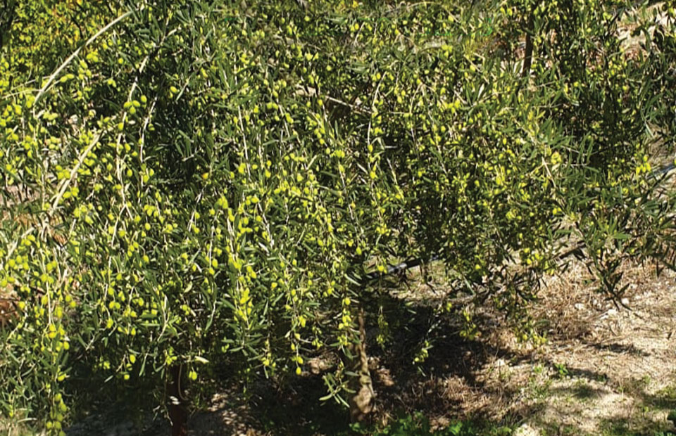 Πέντε προτάσεις αιχμής στη φύτευση νέων ελαιόδεντρων για όλες τις ανάγκες