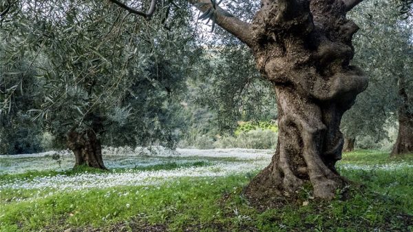 Μειωμένη η παραγωγή ελαιολάδου στην Κρήτη, διεκδίκηση αποζημιώσεων