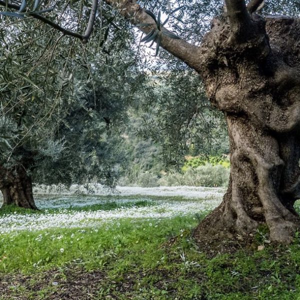 Μειωμένη η παραγωγή ελαιολάδου στην Κρήτη, διεκδίκηση αποζημιώσεων