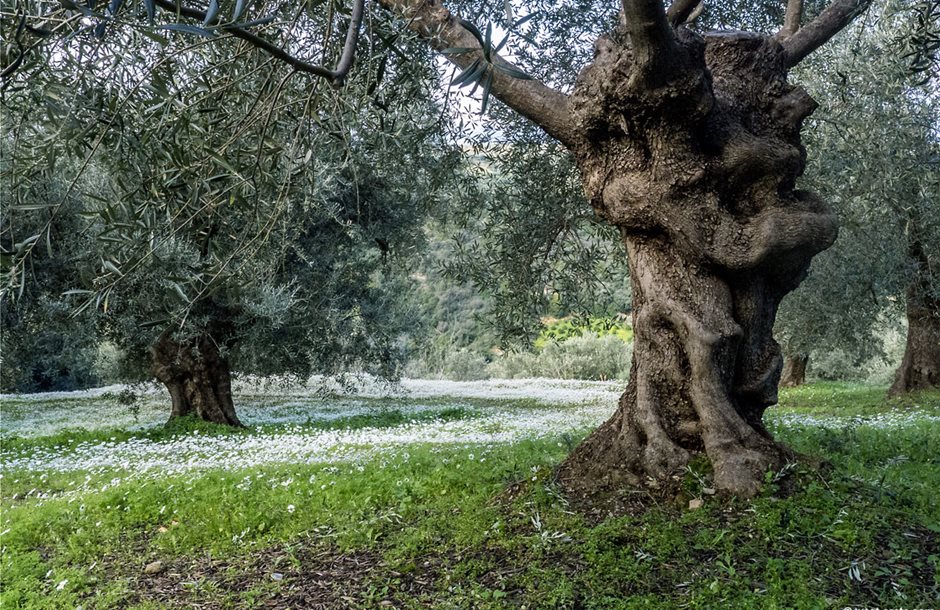 Μειωμένη η παραγωγή ελαιολάδου στην Κρήτη, διεκδίκηση αποζημιώσεων