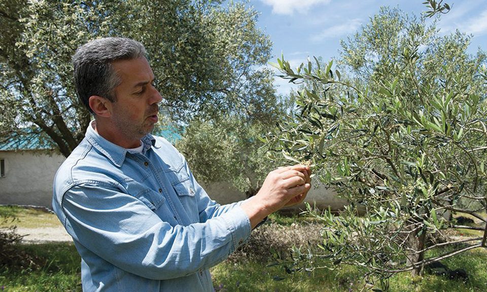 Βραβευμένο από τη γέννησή του το ελαιόλαδο της Λέσβου