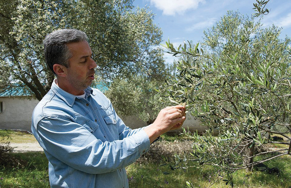 Βραβευμένο από τη γέννησή του το ελαιόλαδο της Λέσβου