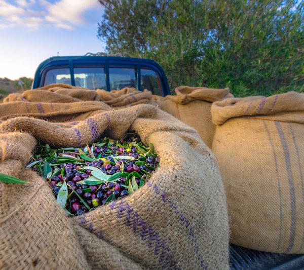 ελαιοκομικό μητρώο