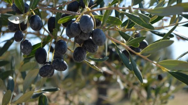 Οδηγίες ΑΑΔΕ για δήλωση της ειδικής ασφαλιστικής εισφοράς δακοκτονίας