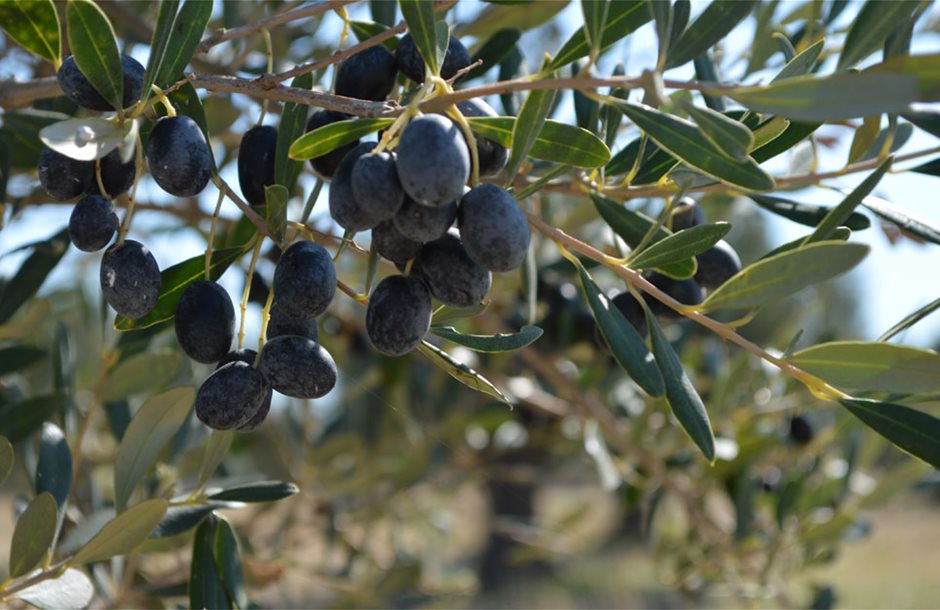Οδηγίες ΑΑΔΕ για δήλωση της ειδικής ασφαλιστικής εισφοράς δακοκτονίας