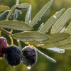 olive-oil-2026