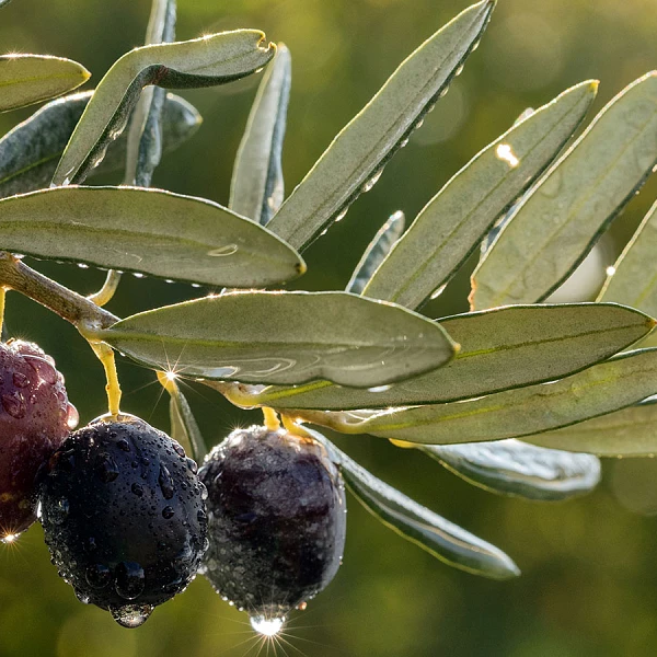 olive-oil-2026