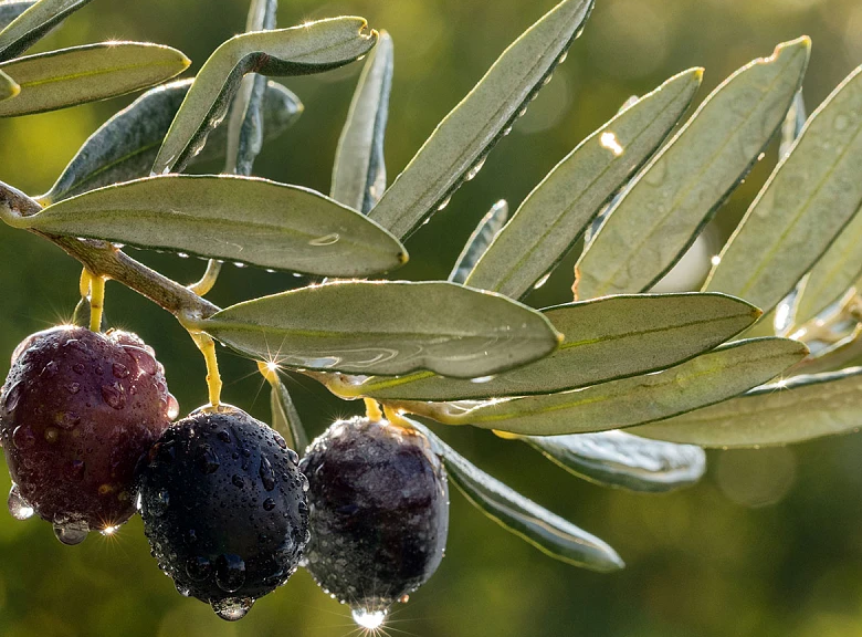 olive-oil-2026