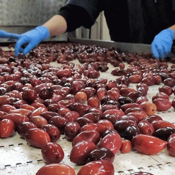 Διασφάλιση συμπερίληψης της επιτραπέζιας ελιάς στις εμπορικές συμφωνίες ΕΕ ζητά η ΔΟΕΠΕΛ