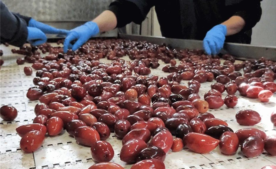 Διασφάλιση συμπερίληψης της επιτραπέζιας ελιάς στις εμπορικές συμφωνίες ΕΕ ζητά η ΔΟΕΠΕΛ