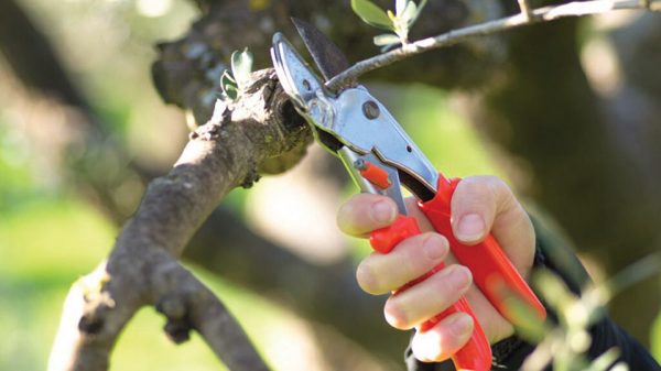 Ξεκινά το ετήσιο κλάδεμα ελαιόδεντρων, στόχος βελτίωση της καρποφορίας