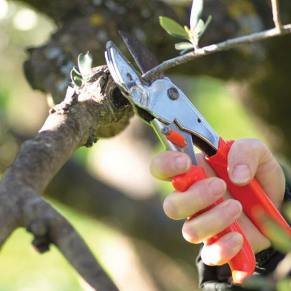 Ξεκινά το ετήσιο κλάδεμα ελαιόδεντρων, στόχος βελτίωση της καρποφορίας