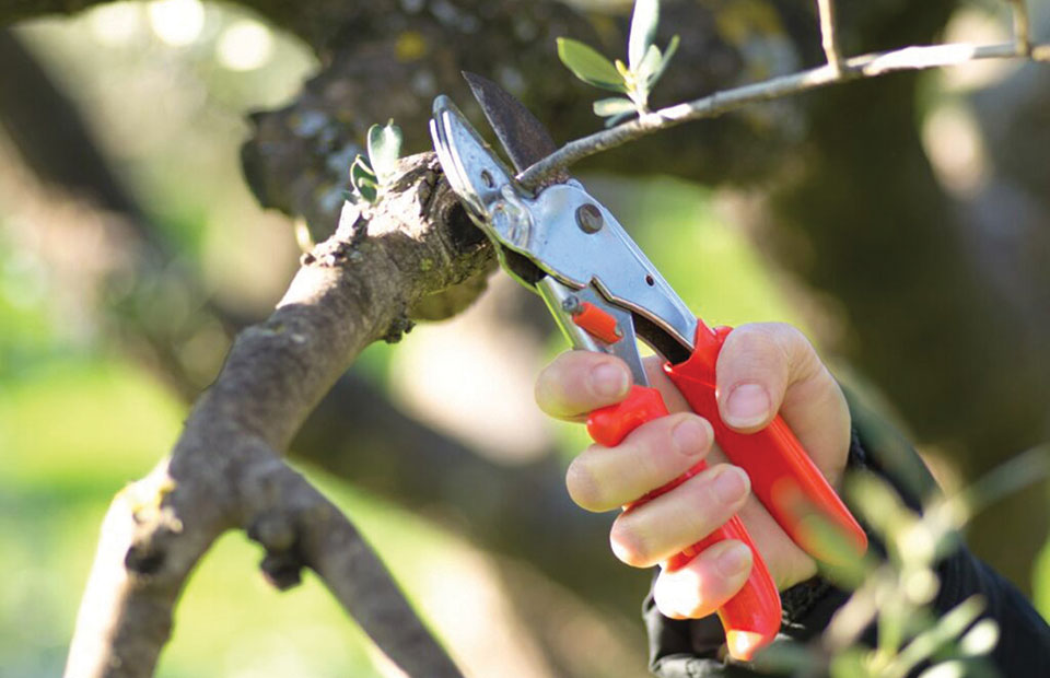 Ξεκινά το ετήσιο κλάδεμα ελαιόδεντρων, στόχος βελτίωση της καρποφορίας