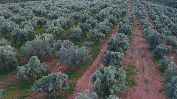 Η τέχνη της ελιάς χτυπάει σε παλμό... enKardia
