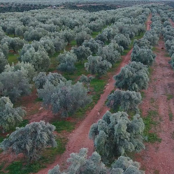 Η τέχνη της ελιάς χτυπάει σε παλμό... enKardia