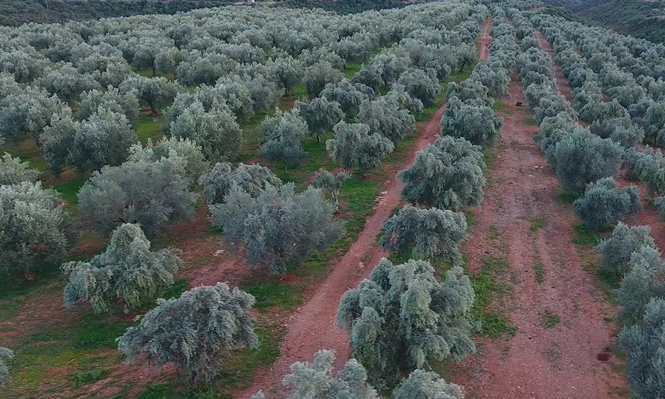 Η τέχνη της ελιάς χτυπάει σε παλμό... enKardia
