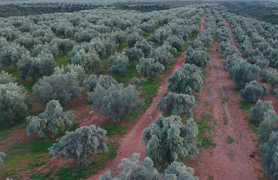 Η τέχνη της ελιάς χτυπάει σε παλμό... enKardia