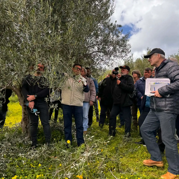 Επενδύει στην κατάρτιση των ελαιοπαραγωγών η Περιφέρεια Κρήτης