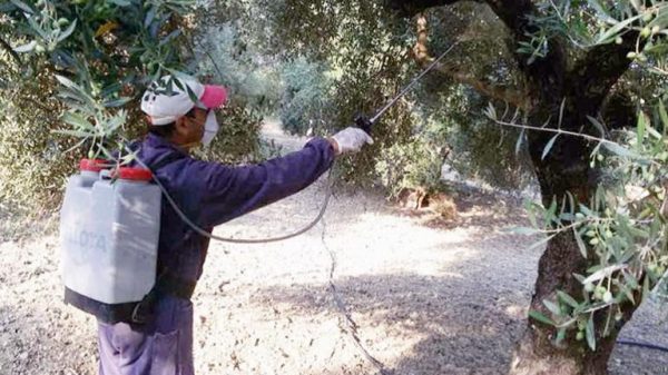 Με 43 εκατ. υλικά δακοκτονίας 2026–2028, ξεκινά ο διαγωνισμός