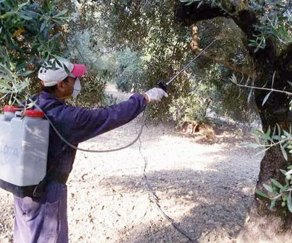 Με 43 εκατ. υλικά δακοκτονίας 2026–2028, ξεκινά ο διαγωνισμός