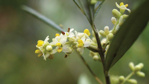 Κρίσιμη η έγκαιρη επέμβαση για αντιμετώπιση μολύνσεων της ελιάς