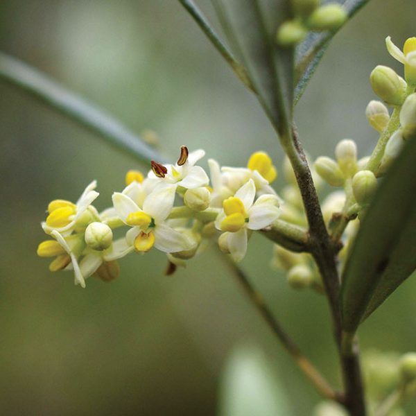 Κρίσιμη η έγκαιρη επέμβαση για αντιμετώπιση μολύνσεων της ελιάς