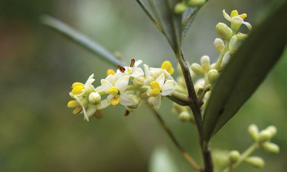 Κρίσιμη η έγκαιρη επέμβαση για αντιμετώπιση μολύνσεων της ελιάς