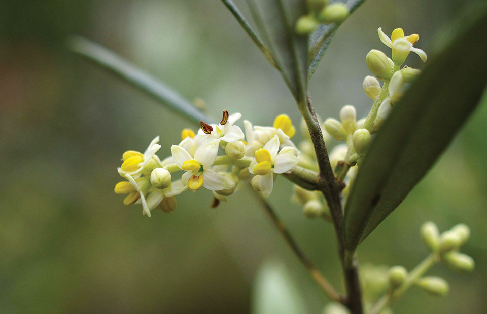 Κρίσιμη η έγκαιρη επέμβαση για αντιμετώπιση μολύνσεων της ελιάς