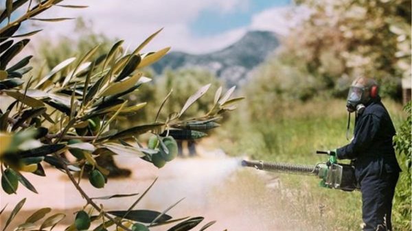 Τώρα δολωματικοί ψεκασμοί για δάκο και γλοιοσπόριο στην ελιά