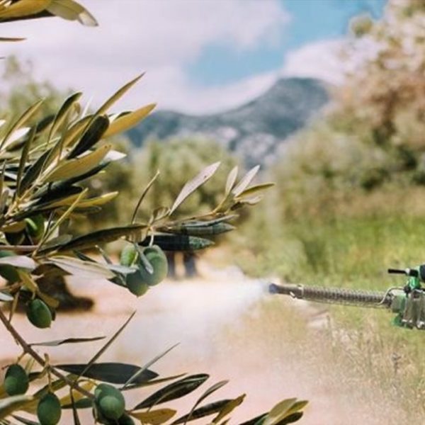 Τώρα δολωματικοί ψεκασμοί για δάκο και γλοιοσπόριο στην ελιά