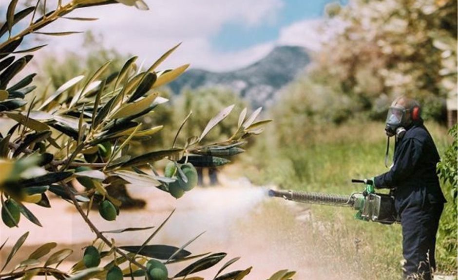 Τώρα δολωματικοί ψεκασμοί για δάκο και γλοιοσπόριο στην ελιά