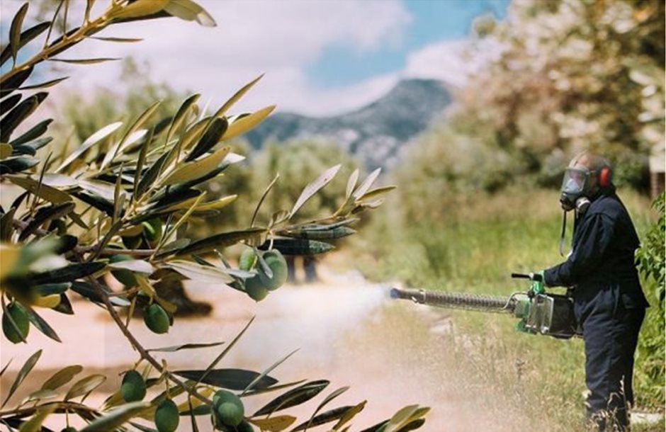 Τώρα δολωματικοί ψεκασμοί για δάκο και γλοιοσπόριο στην ελιά