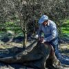 Κρατικές ενισχύσεις για ζημιές στην ελαιοπαραγωγή 2025-2026 ζητά η Περιφέρεια Κρήτης
