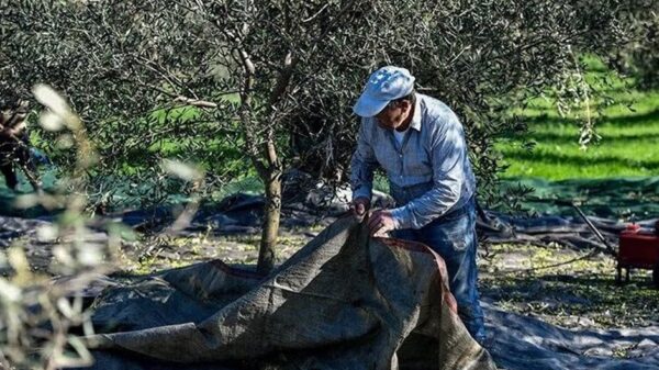 Κρατικές ενισχύσεις για ζημιές στην ελαιοπαραγωγή 2025-2026 ζητά η Περιφέρεια Κρήτης
