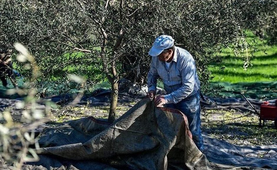 Κρατικές ενισχύσεις για ζημιές στην ελαιοπαραγωγή 2025-2026 ζητά η Περιφέρεια Κρήτης
