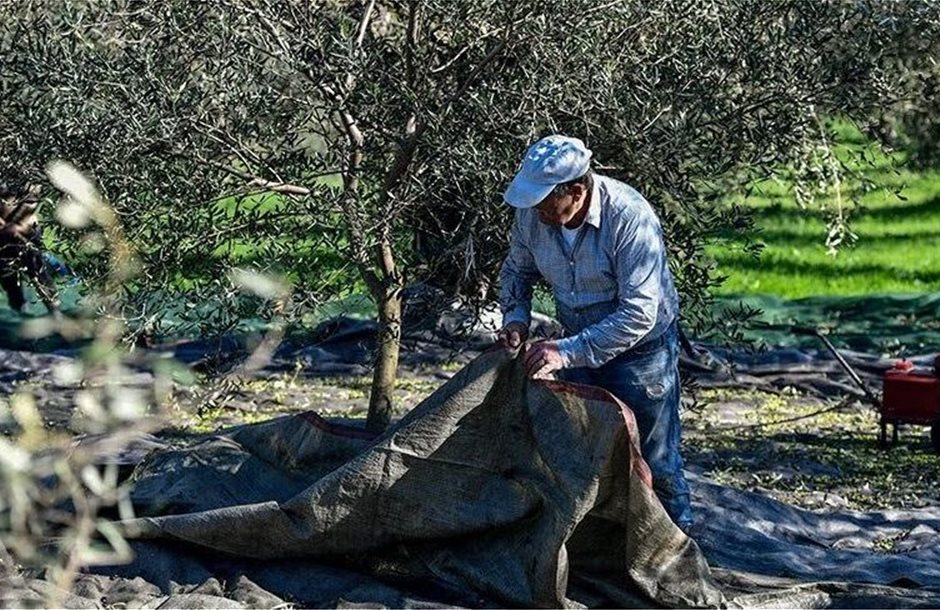 Κρατικές ενισχύσεις για ζημιές στην ελαιοπαραγωγή 2025-2026 ζητά η Περιφέρεια Κρήτης