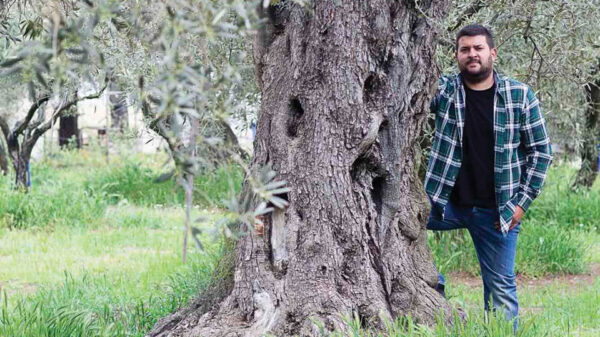 Ποιοτικό αγουρέλαιο από την ελιά γαλανή προ του Άθω περιοχής