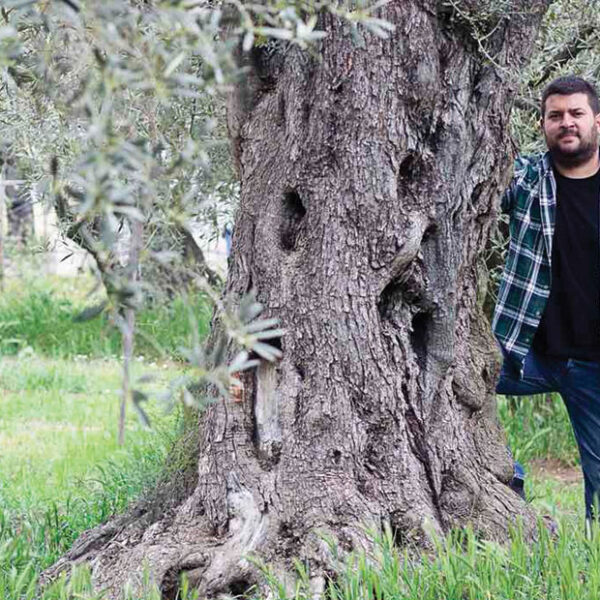 Ποιοτικό αγουρέλαιο από την ελιά γαλανή προ του Άθω περιοχής