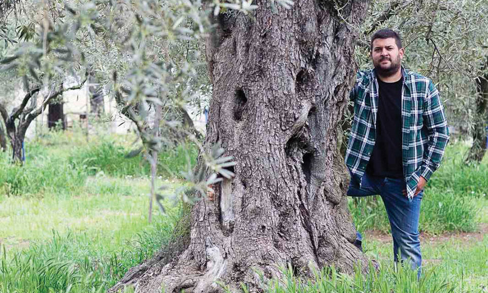 Ποιοτικό αγουρέλαιο από την ελιά γαλανή προ του Άθω περιοχής